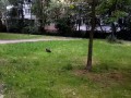 Кот поймал птицу