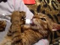 Кот с похмелья