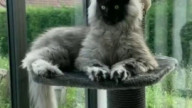 Mephistocat
