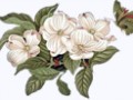 4__arnusha