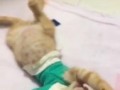 plaster kitten