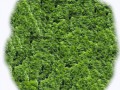Grass_025-1 (1)