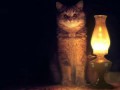 Кот с лампой