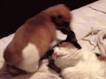 https__vk_com_gif_fa