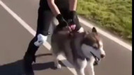 A walk to satisfy your overly energetic Siberian Husky