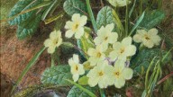 George_clare_still_life_of_a_birds_nest_and_primroses)