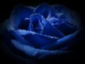 4__arnusha