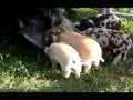 Летающий поросёнок (pigs will fly_mpeg2video.mpg)