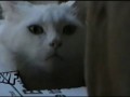 Кунг-фу кот