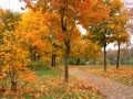autunno00010