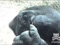 Людям со слабым желудком не смотреть!