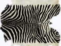 zebra11