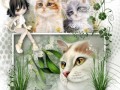 26.03.2023 Cats