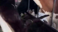 silly black void kitty is disturbing cow