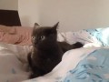 Кот встревожен
