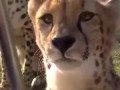 cheetah