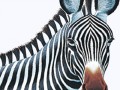 zebra