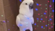 Какаду
