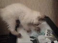 Котенок и коробка