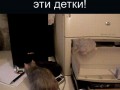 gif-крыса-живность-1056693