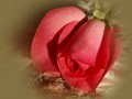 3__arnusha