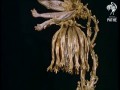 Dali Jewels (1960)