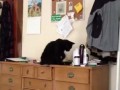 Кот сбросил банку
