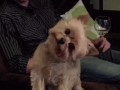 Собака прислушивается