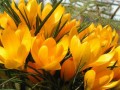 clock yellow crocuses00010