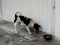 НОВИНКА!!! Лучшие Приколы.