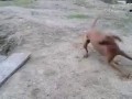 Собака изводыдоставака