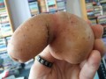 accidental_penis_05