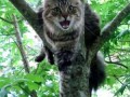 КАК СНЯТЬ КОТА С ДЕРЕВА