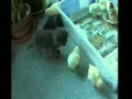 Котёнок и цыплята