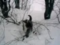 изничтожение зеленых насаждений
