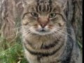 Невероятно грустный кот