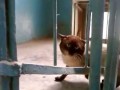 Мужик троллит кота