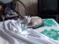 Котька