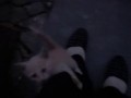 Котенок - скалолаз
