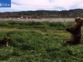 А теперь Шарик - водные процедуры