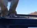 А как вы выгуливаете свою кошку?