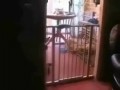 Тупой кот