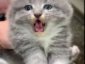 мяв
