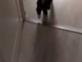 Кот в штанах