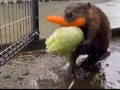 бобр