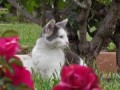 Пчела села на нос коту