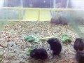Хомяки - HamstersShake Harlem Shake